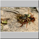 Nomada lathburiana - Wespenbiene 08a 10mm Paarung.jpg
